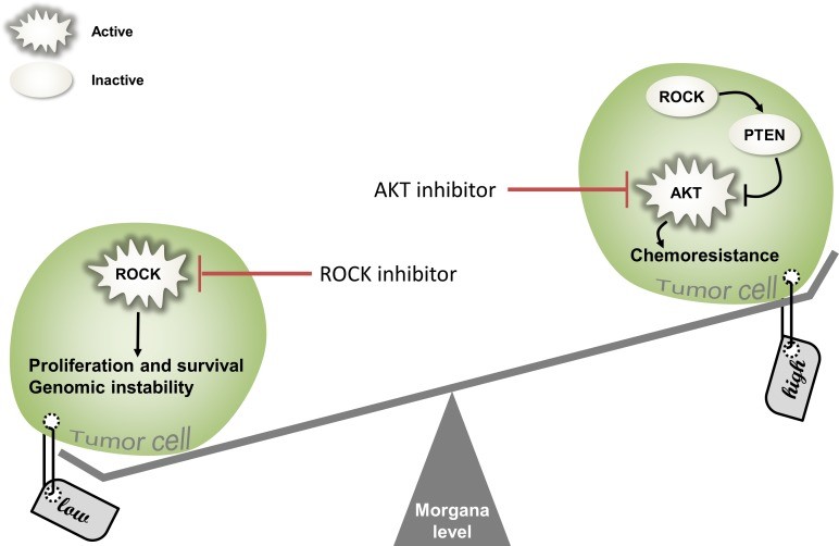 Brancaccio et al., Oncotarget. 2015 Dec 15;6(40)