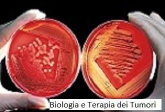 Biologia e terapia dei tumori